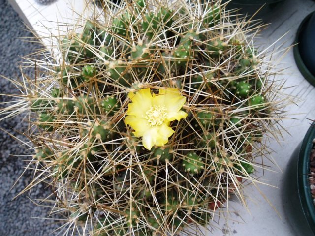 Tephrocactus_russelli_1